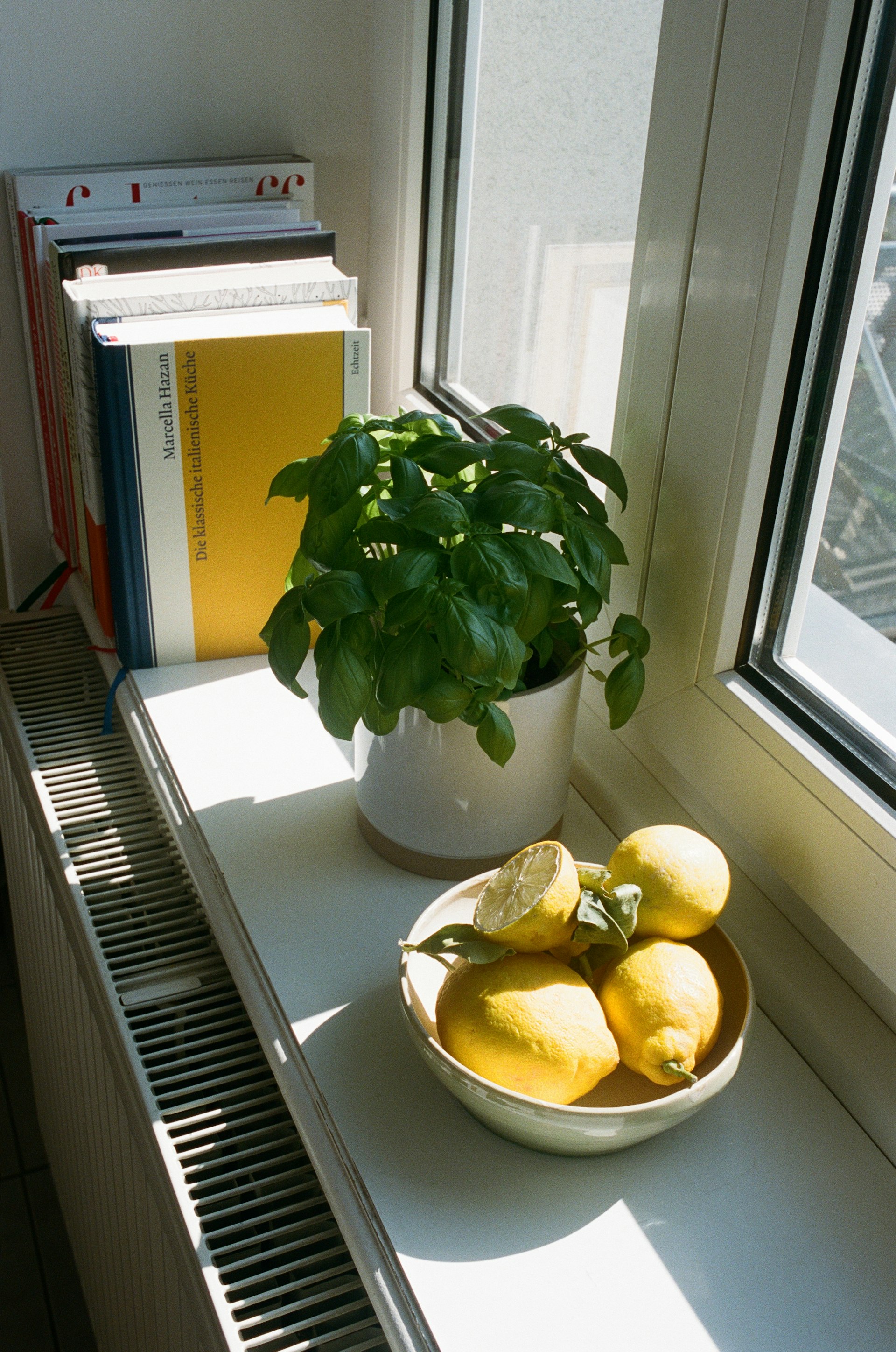 Zitrone und Basilikum auf Fensterbrett